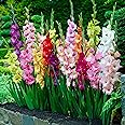 Garden State Bulb Rainbow Mix Gladiolus Flower Bulbs, 10/12cm, Spring Planting (Bag of 50)
