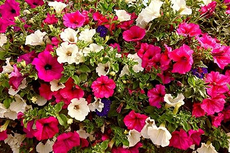 Creative Farmer Indian Gardening Petunia Flower Seeds 30 Seeds [Kitchen & Home] (Pack of 30)