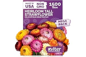 KVITER 1,500 Tall Mix Strawflower Seeds for Planting (Xerochrysum/Helichrysum Bracteatum) — Golden Everlasting Flower, Paper Daisy — Ideal Organic, Heirloom Cut Flower Seeds to Plant Outside & Drying