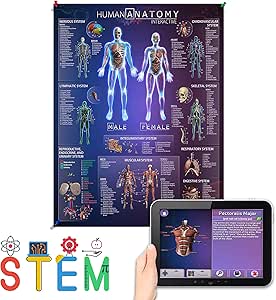 Amazon.com: Popar Interactive Human Anatomy Chart for Kids (Medium