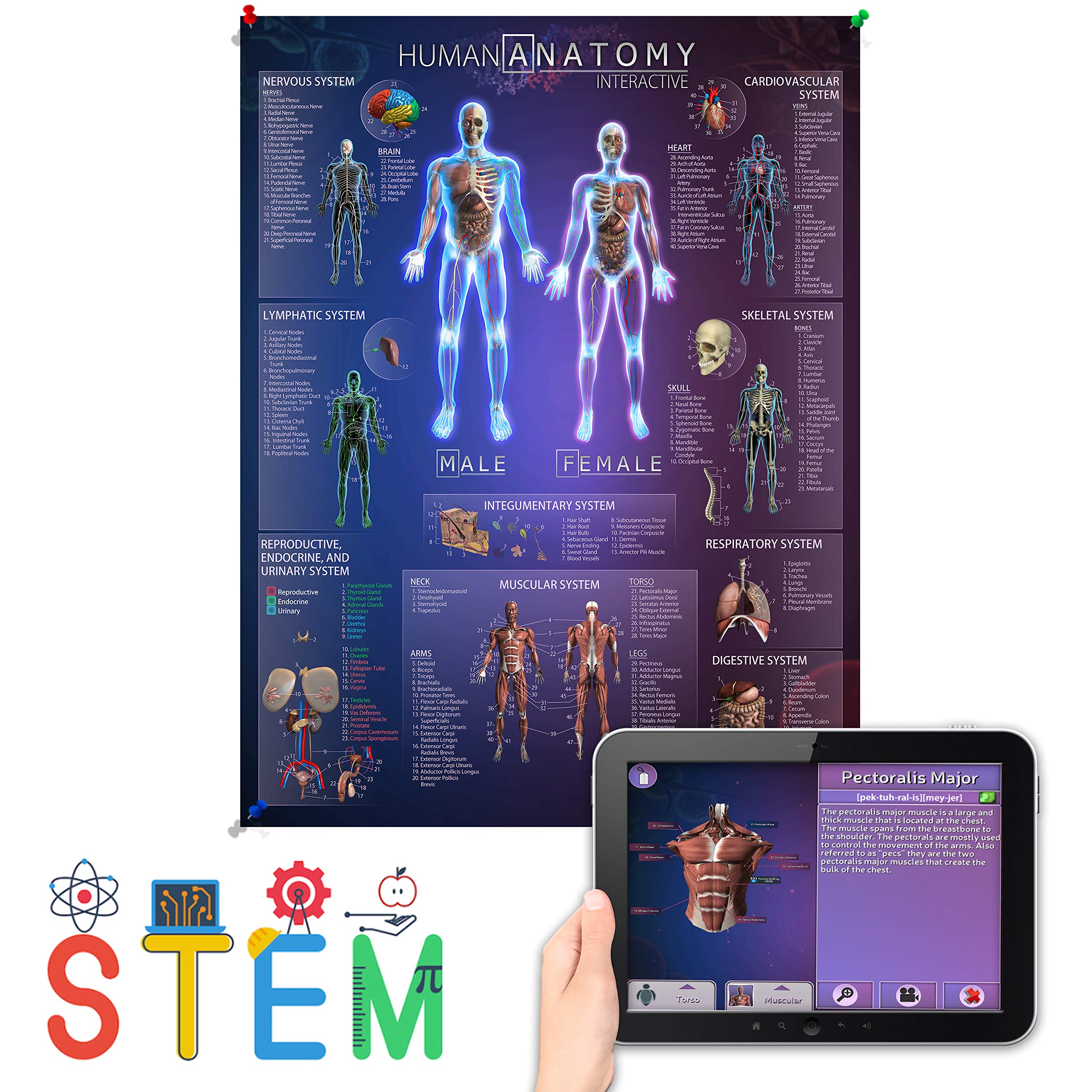 Mua Interactive Laminated Human Anatomy Chart for Kids – Included ...