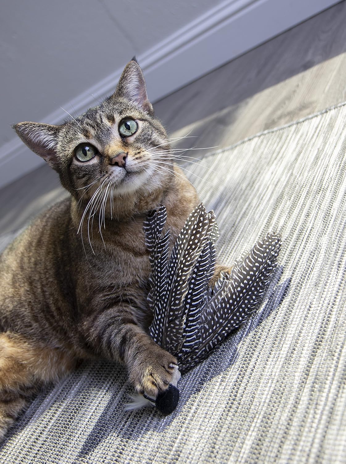 Petlinks HyperNip Catnip Cat Toys : Pet Supplies