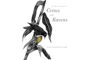 In the Company of Crows and Ravens