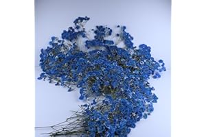 LYFORTZY 100 Pcs Sapphire Blue Flat Dried Baby's Breath Pressed Flower Bulk Bundles +1 Tweezers Set.Real Gypsophila Natural Dried Flowersr for Making Blessing Card/Resin Art/ DIY Candle Decor.