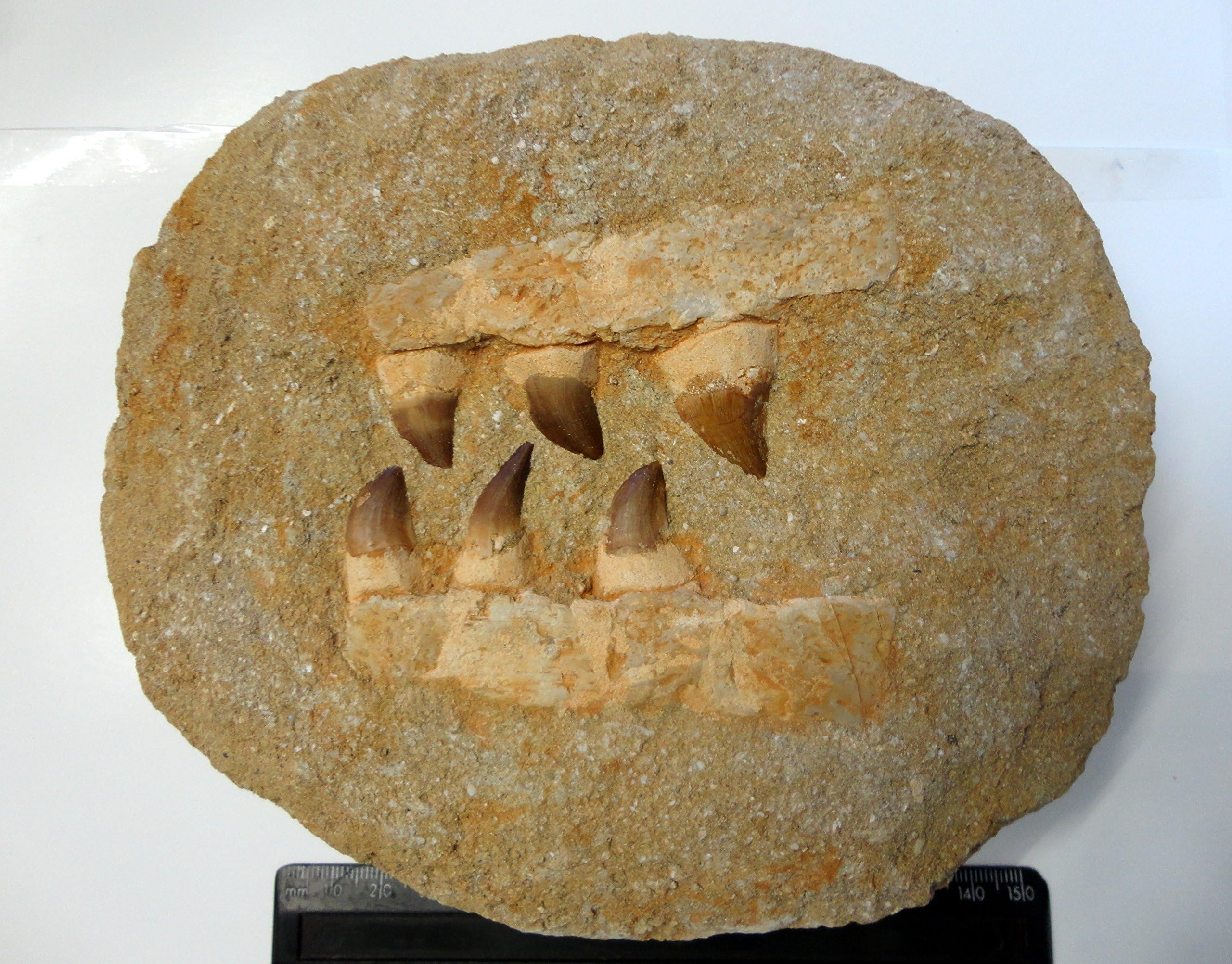MOSASAUR FOSSIL DINOSAUR 5- 6 LARGE TEETH DOUBLE JAW Morocco 19cm 1.5kg fj139