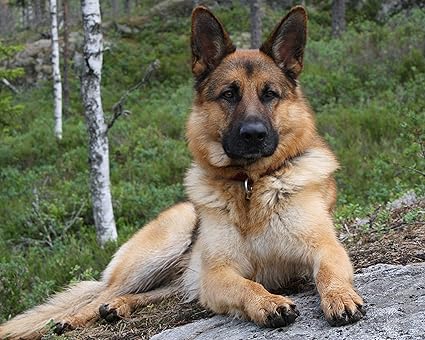 pain meds for dogs after neutering