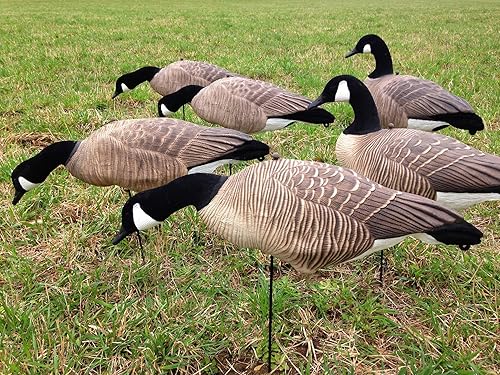 Fullbody Canada Goose Decoys