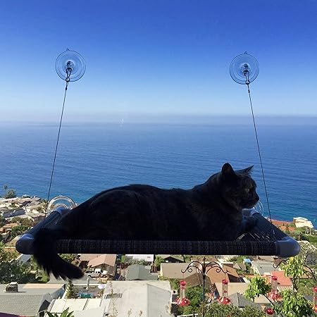 giant cat wheel amazon