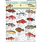 Saltwater Fish Identification Chart #14 - Waterproof Quick Reference Fishing Guide - Species ID - (California - Pacific Coast) - Double-Sided &amp; Easy to Read - Great Gift for Beginners