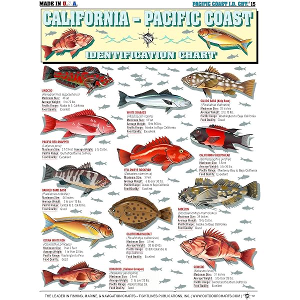 Tropical Fish Size Chart