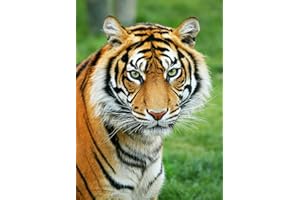 PERFECT POSTERS AND PICS Tiger Jungle Cat Photo Jungle Wild Animals Photos 8x10