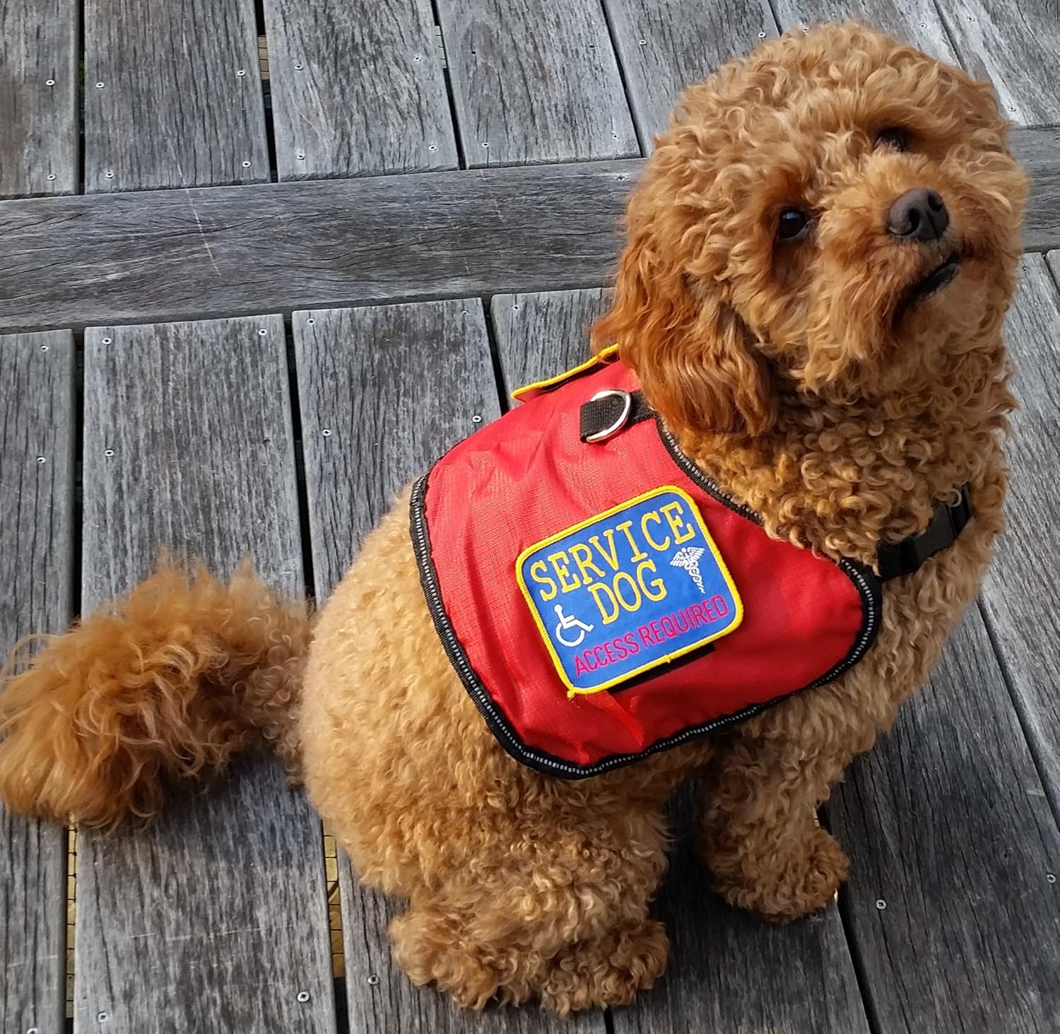 extra large dog vest