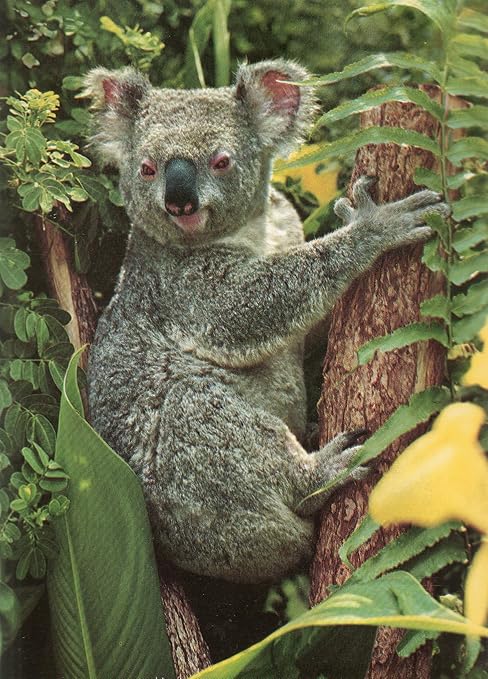 Amazon ヴィンテージポストカード コアラ オーストラリアの独自の動物の1つ フォト E Ludwig ジョン ハインドスタジオ 2aus55 ローンパインコアラサンクチュアリ Briskane ポストカード 絵柄付はがき Generic Amazon ヴィンテージポストカード コアラ オーストラリアの独自の動物の1つ フォト E Ludwig ジョン ハインドスタジオ 2aus55 ローンパインコアラサンクチュアリ Briskane ポストカード 絵柄付はがき Generic