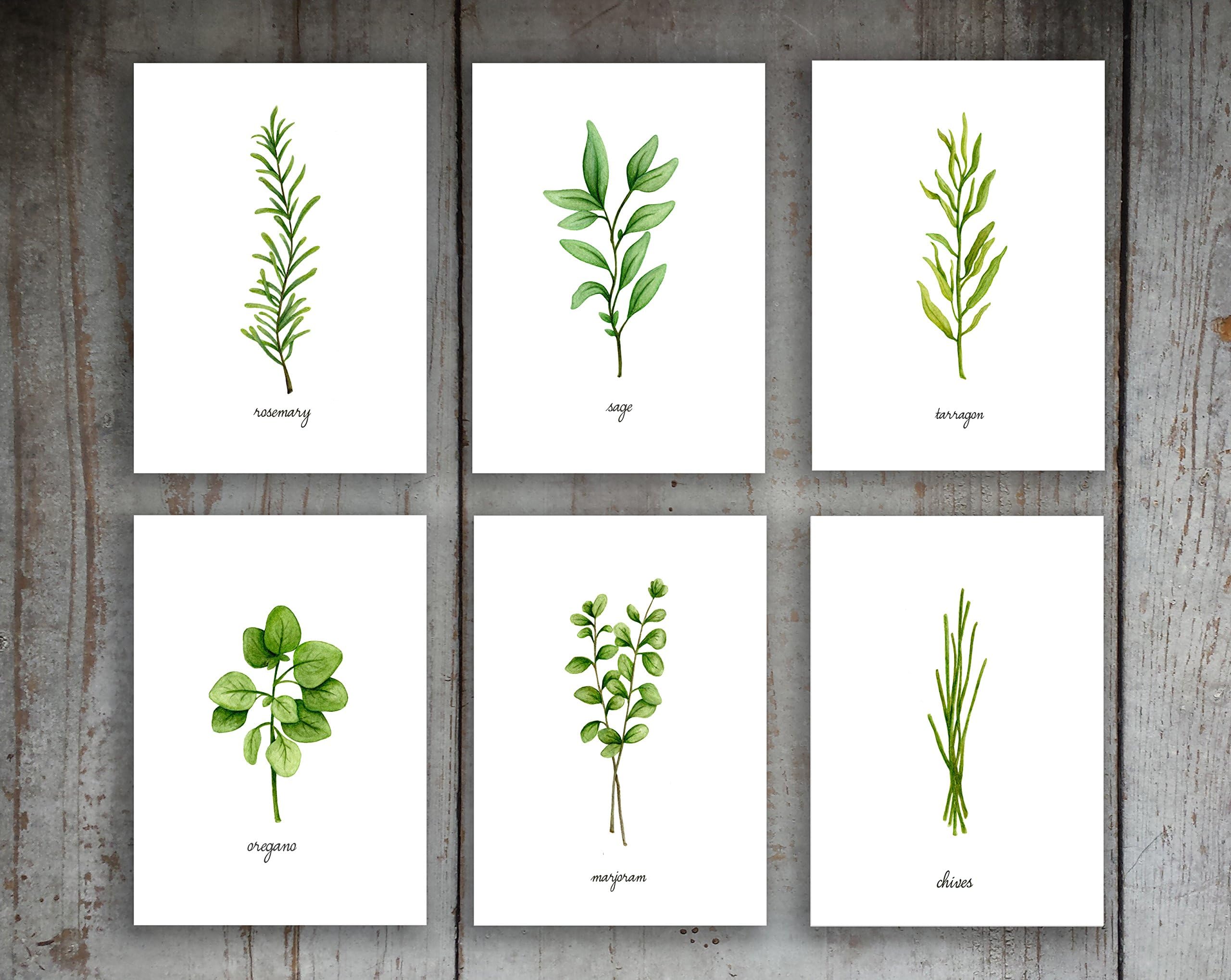 Stephanie Hathaway Designs Herbs Art Print Set of 6 Prints Option 1, 8x10 UNFRAMED