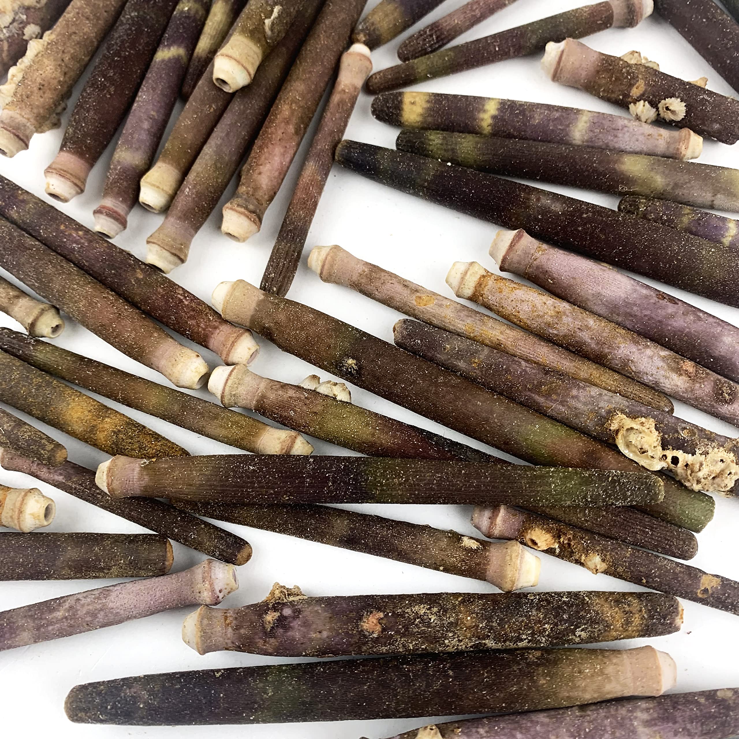 Heyiwell 6OZ(40+PC) Sea Urchin Spines for DIY Craft