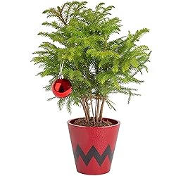 Costa Farms Live Christmas Tree, Small Norfolk Pine