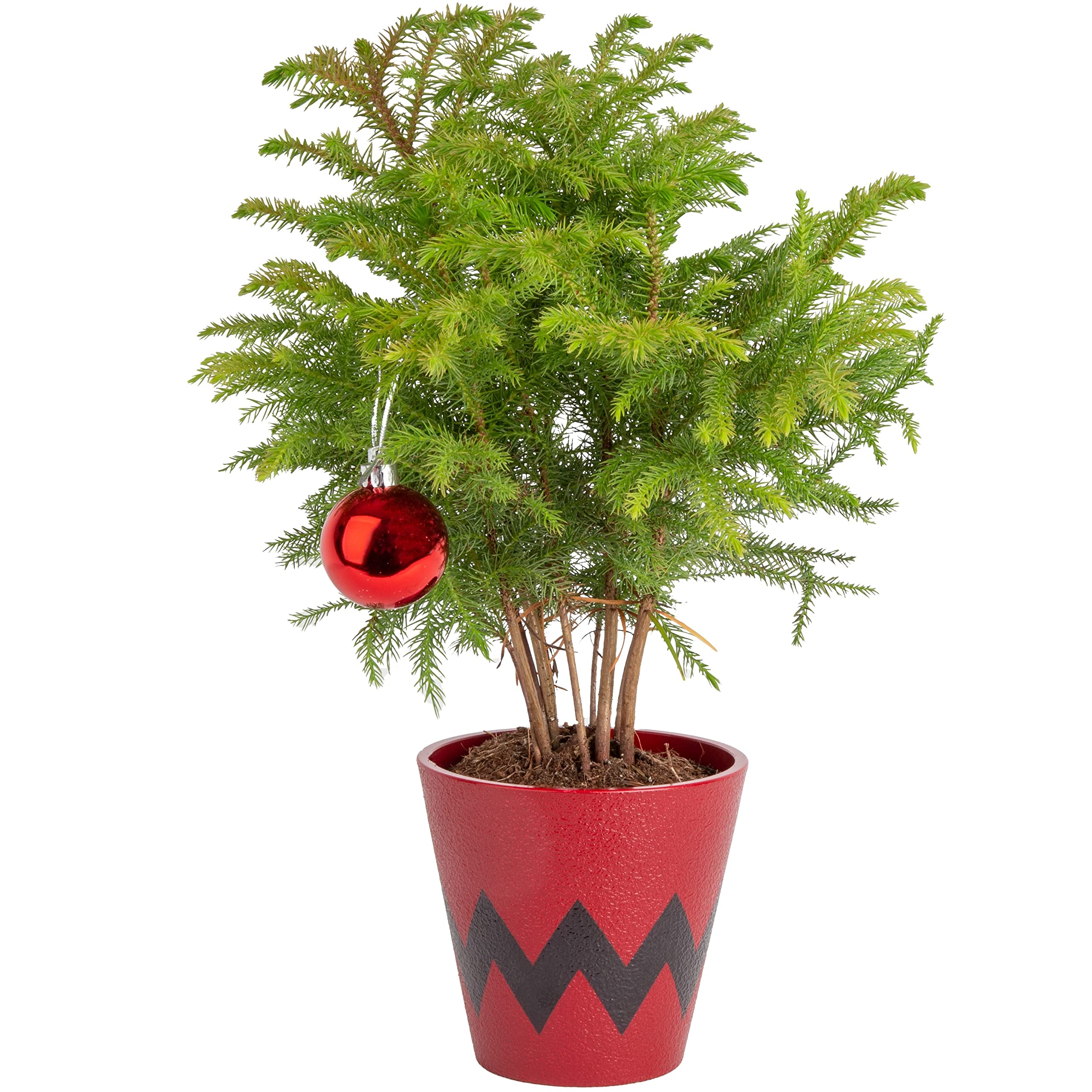 Costa Farms Live Christmas Tree, Small Norfolk Pine
