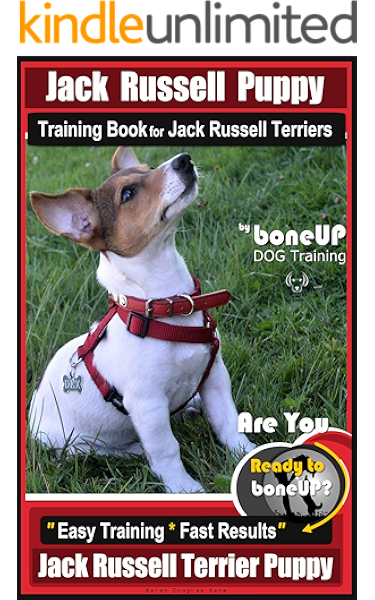 buy jack russell