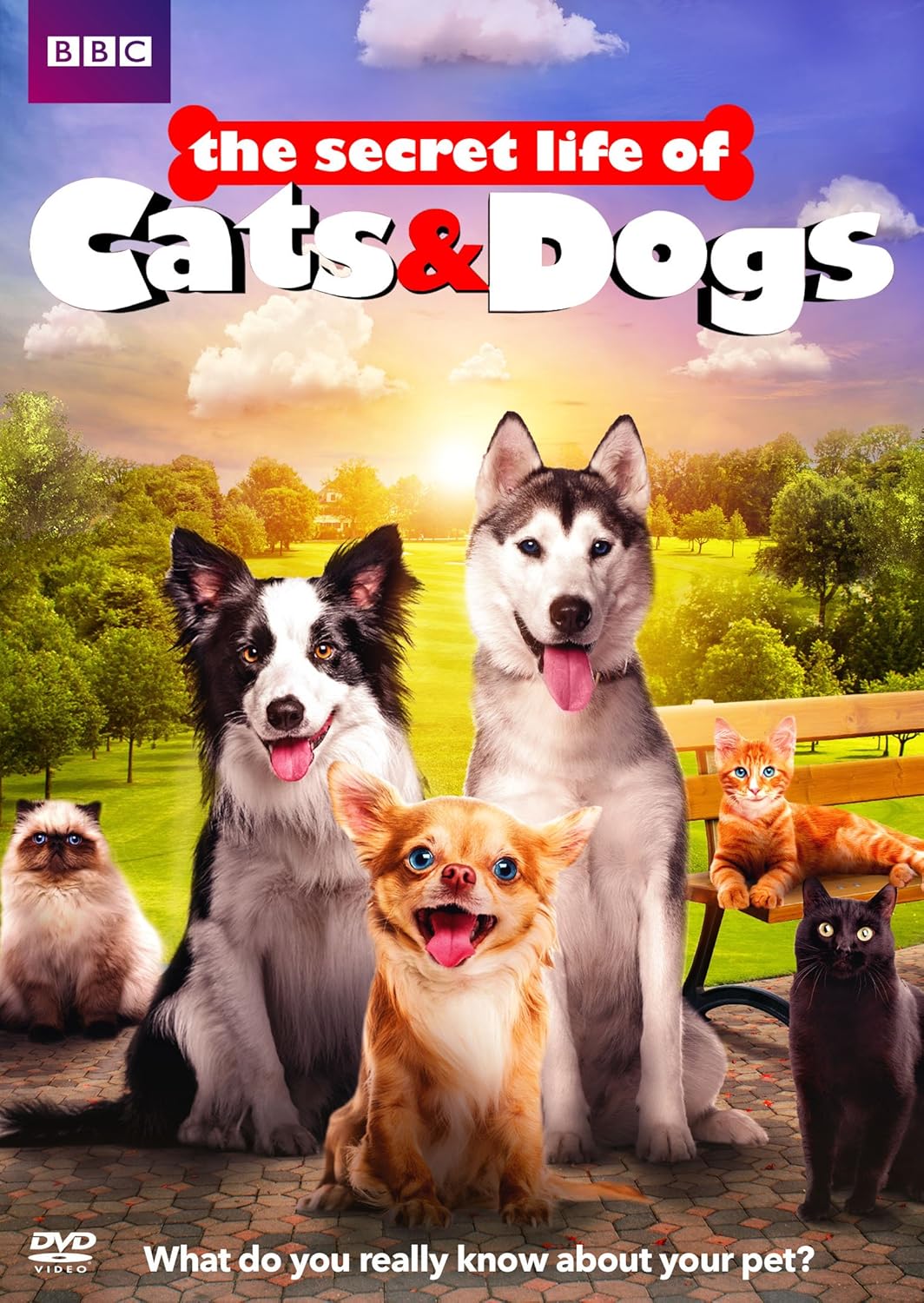 jay scruggs mobile grooming