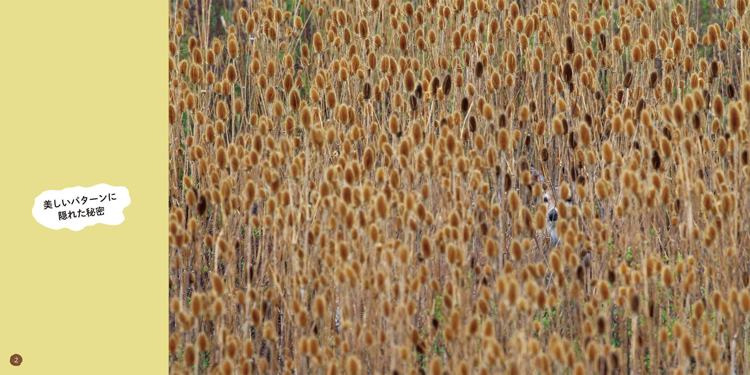 こんなところにいたの じっくり探すと見えてくる 動物たちのカモフラージュ 良博 林 ネイチャー サイエンス 本 通販 Amazon