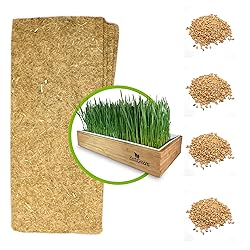 Cat Grass Refills for Self Watering Cat Grass Kit
