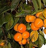 Fuyu Persimmon Tree –Diospyros kaki 'Fuyu'– Healthy Established Roots - Three Gallon Potted - 1 Plant by Growers Solution