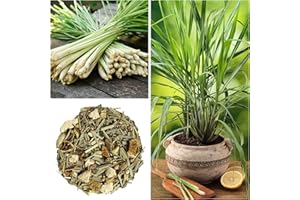 WIVOLIBE Lemongrass Seed for Planting - Non-GMO Heirloom Seeds - Grow Lemon Fresh Asian Lemongrass Plants in Your Home Vegetable Garden