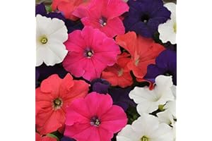 Outsidepride 5000 Seeds Annual Petunia Hybrida Flower Seed Mix for Planting
