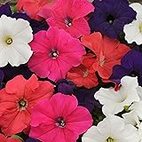 Outsidepride Hybrida Mix Petunia Seeds - 5000