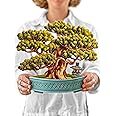 Freshcut Paper Pop Up Cards, Bonsai Tree, 12 Inch Life Sized Paper House Plants 3D Popup Greeting Card, Thank You Cards, Get Well Gifts, Blank Notecard & Envelope