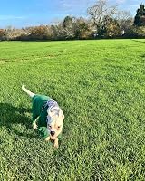 Pet Wiz Warm Four-Legged Dog Fleece Green XXL Weather-Resistant view 6