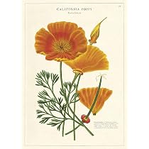 Cavallini Botany Study Poster - 20x28 Inch Italian Archival Paper Wall Art Print