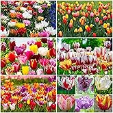 100: Tulip 'Mixed Varieties' Tulip Bulbs Spring Flowering Bulbs Perennials:Package Contatins Seeds
