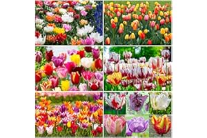 100: Tulip 'Mixed Varieties' Tulip Bulbs Spring Flowering Bulbs Perennials: Seeds:Package Contatins Seeds