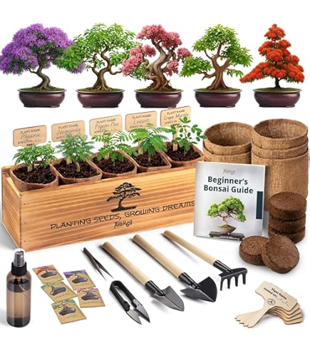 Amazon.com: Spiraling Ficus Bonsai Tree in Decorative Planter, 12