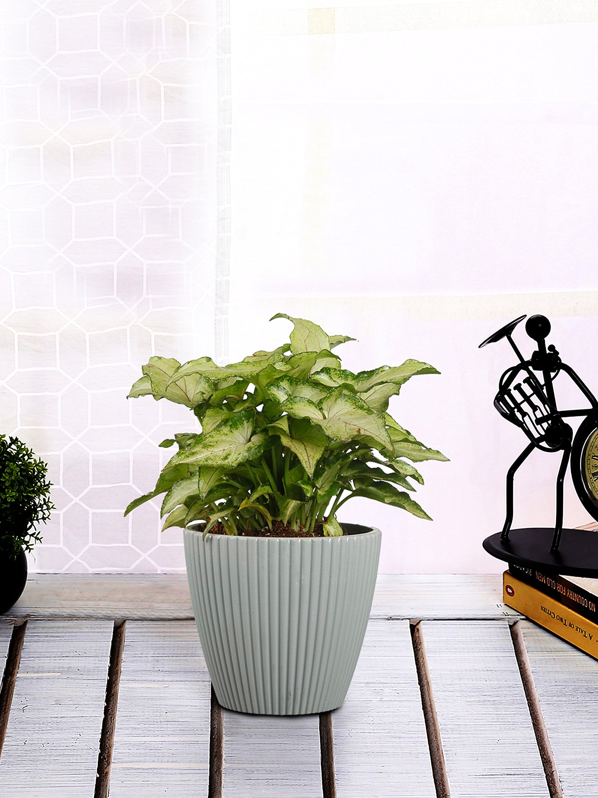 Exotic Green Mini Green Arrowhead or Syngonium Indoor Plant