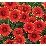 Weintrauben Pflanzen kernlos Vanessa Weinrebe winterhart