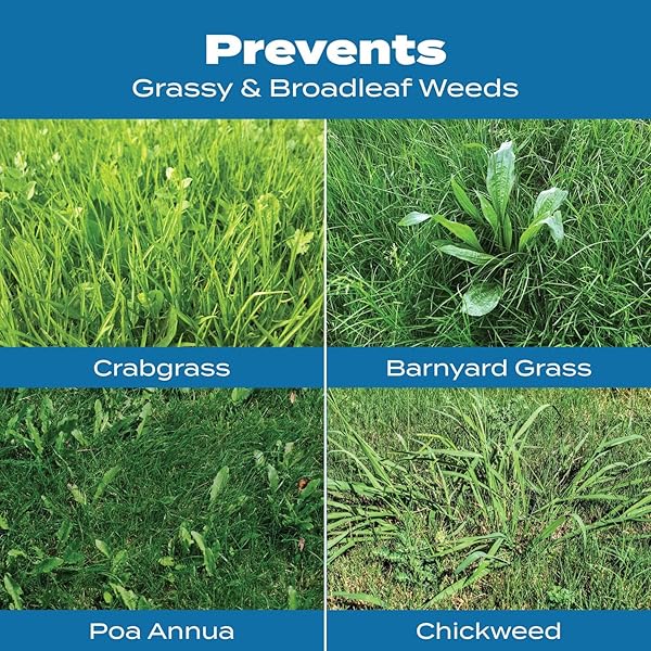 SCOTTS TURF BUILDER HALTS CRABGRASS PREVENTER WITH LAWN FOOD – PRE-EMERGENT WEED KILLER, FERTILIZER, 5,000 SQ. FT., 13.35 LB.