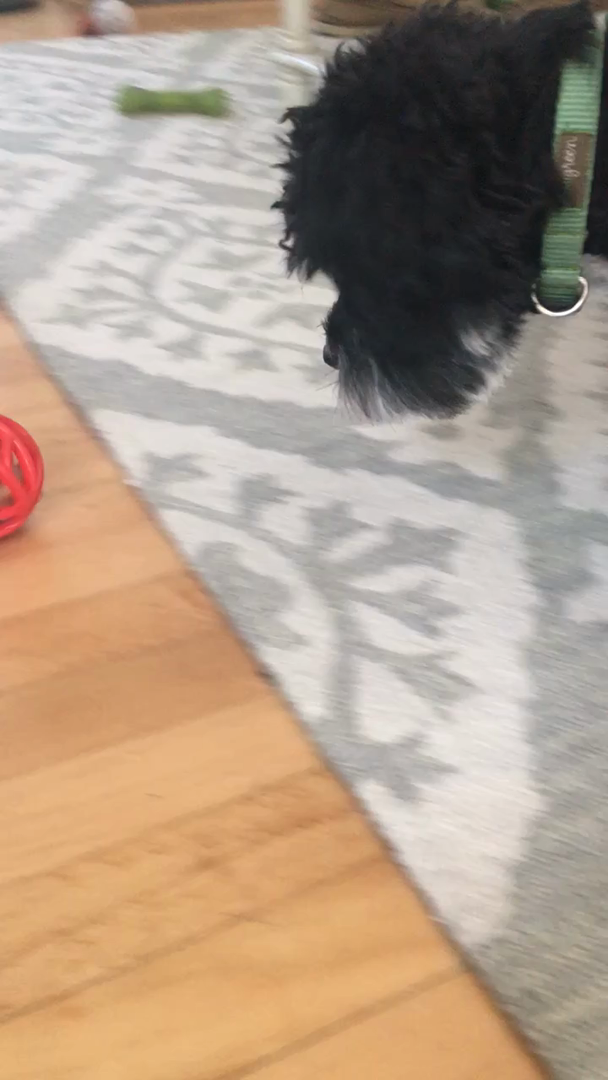 Customer reviews MilkBone Active Biscuit Dispensing Ball