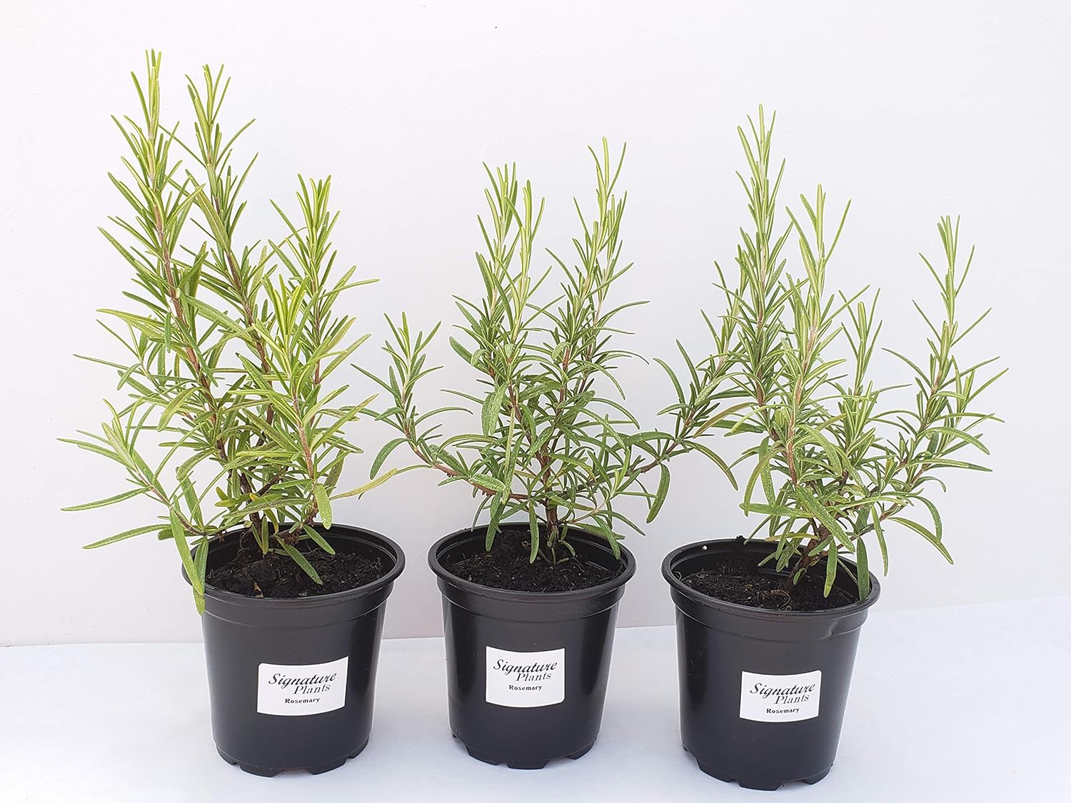 Live Rosemary Starter Plants 3 Pack of Live Rosemary Starter Plants 3 Pack of