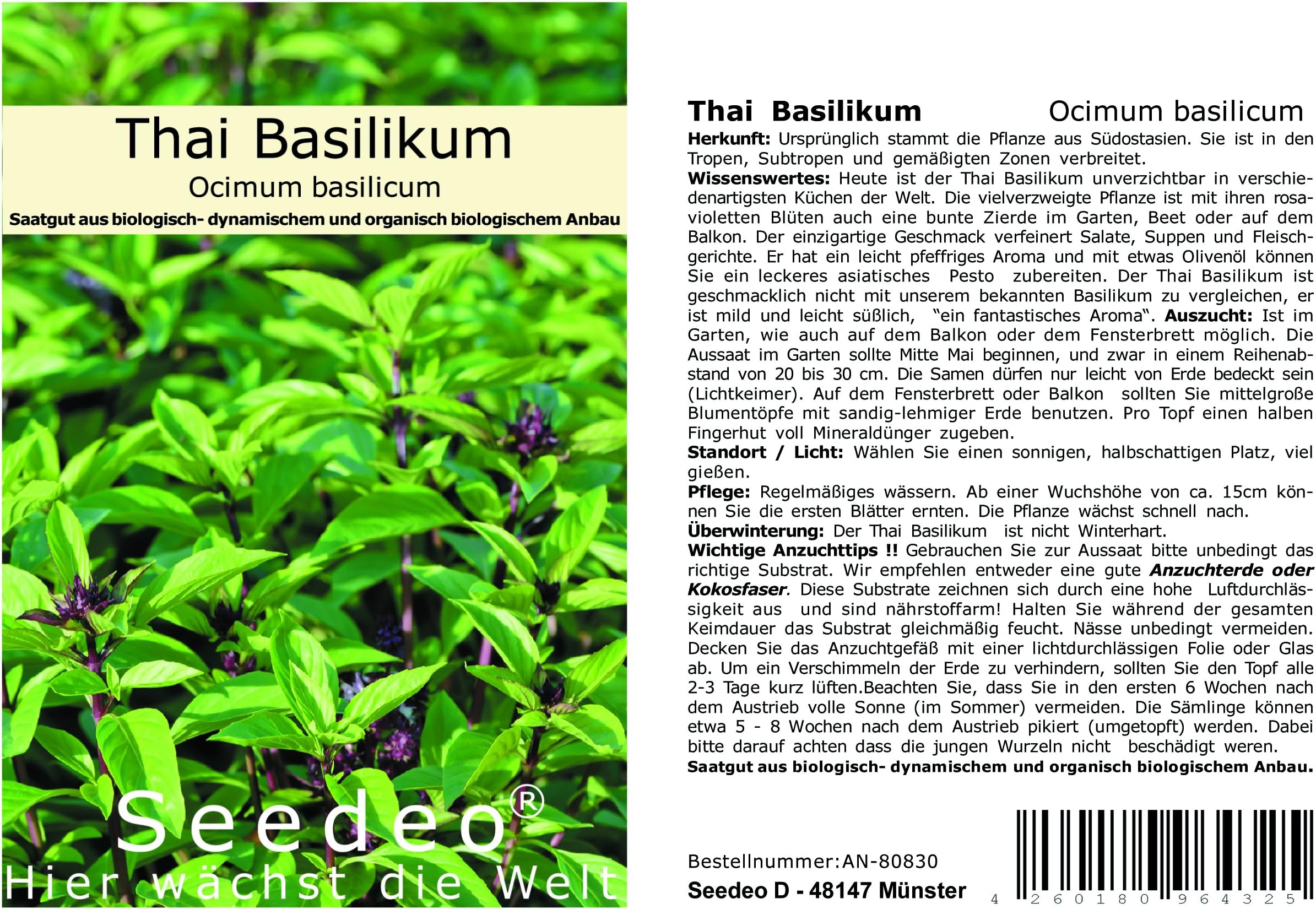 Seedeo Basil Thai Basil (Ocimum basilicum) 100 Seeds