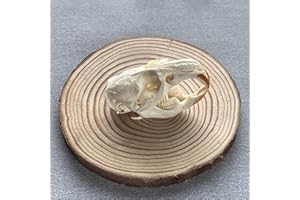 ZCZC Taxidermy Real Animal Skull,Animal Bones Real for Craft,Skull Decoration for Home,Specimen Collectibles Study,Special Gifts (Muskrat Skull)