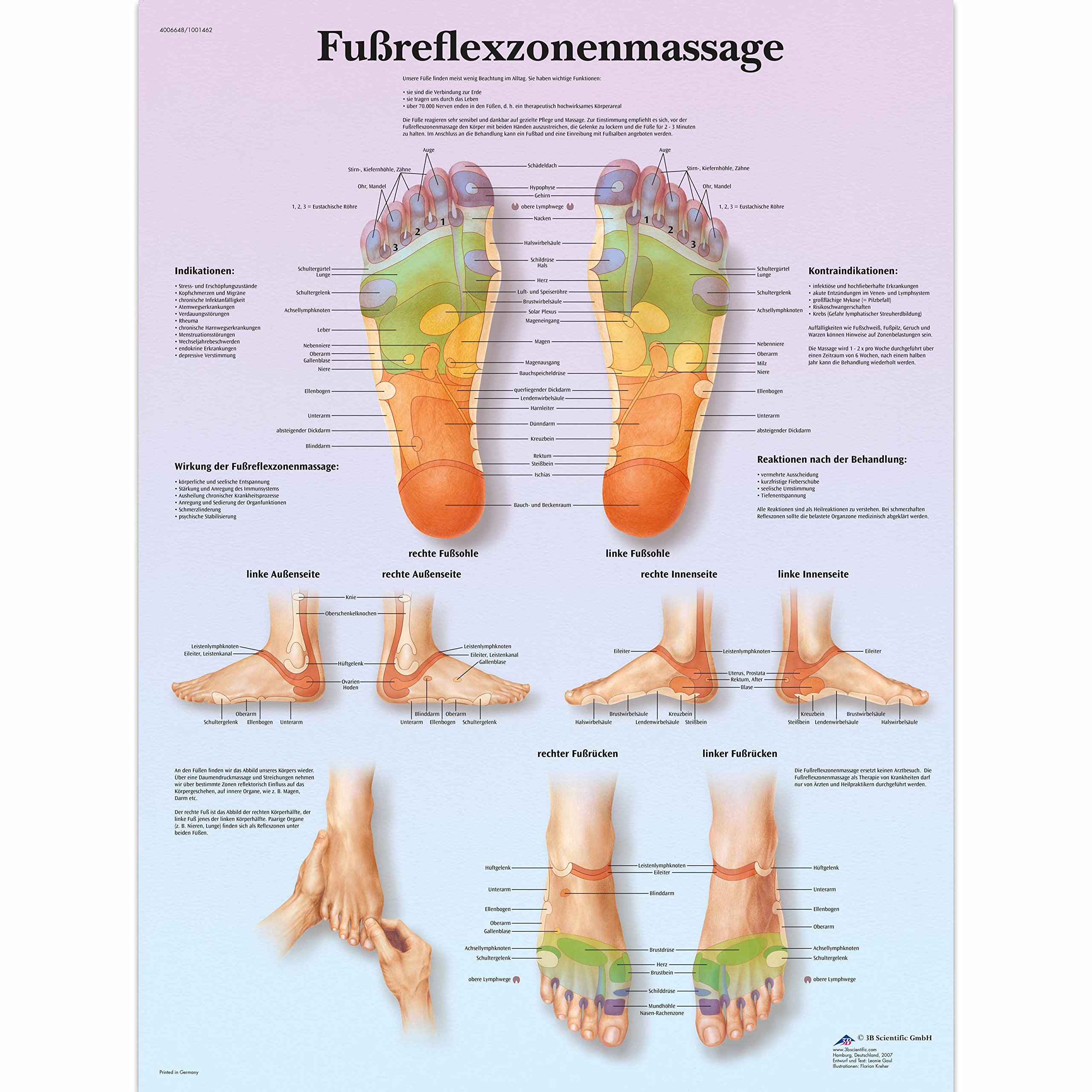3B Scientific Laminated Teaching Board - Foot Reflexology Massage 50 x 67 cm