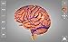 Brain - 3D Atlas of Anatomy