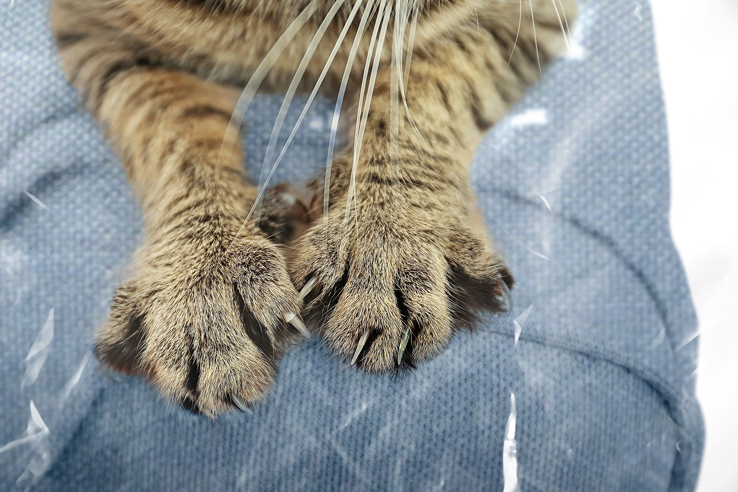 Plastic Couch Cover Pets Cat Scratching Protector Clawing