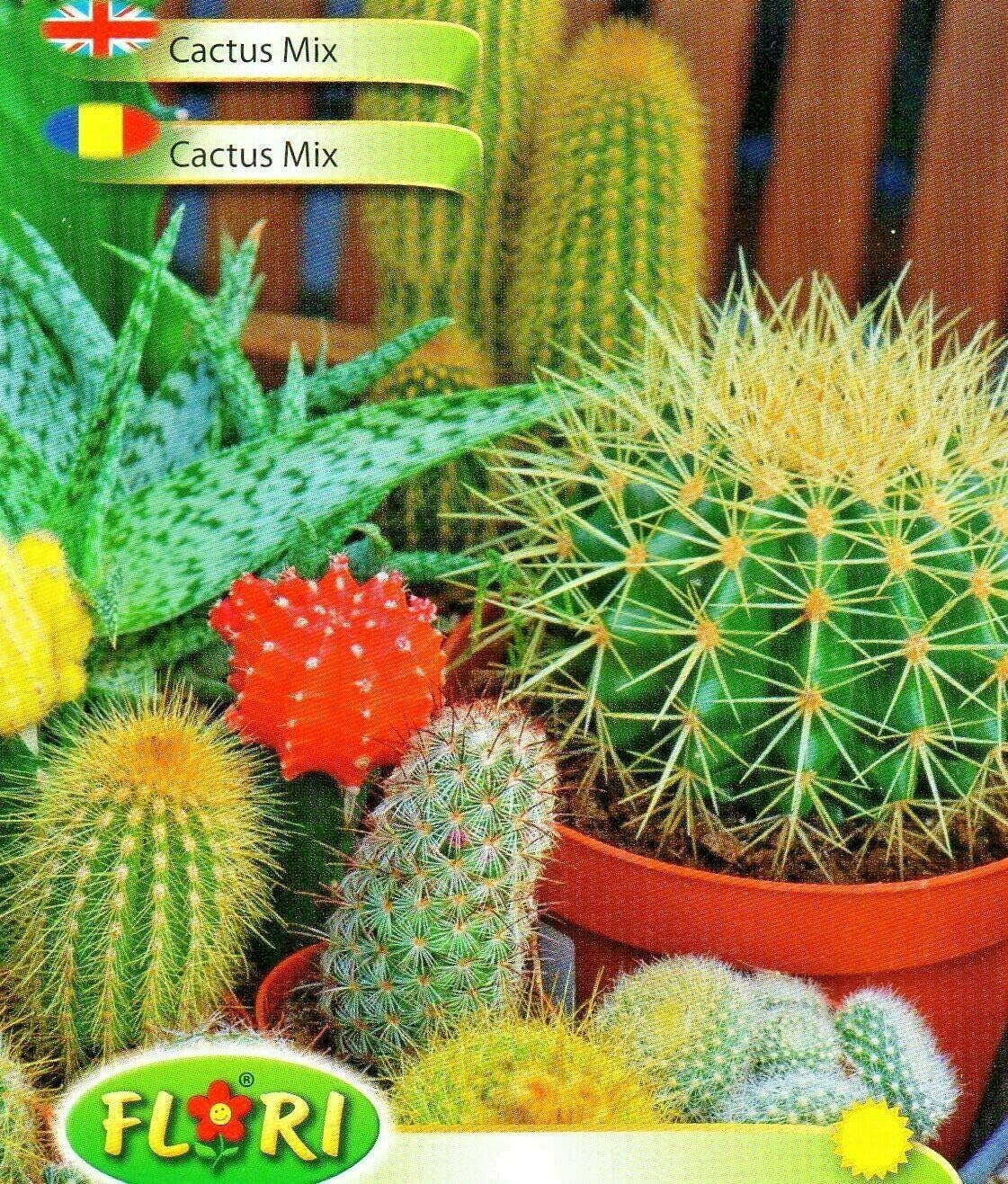 Cactus Mix - Exotic House Plant - 60 HIGH Quality Flower Seeds /1349