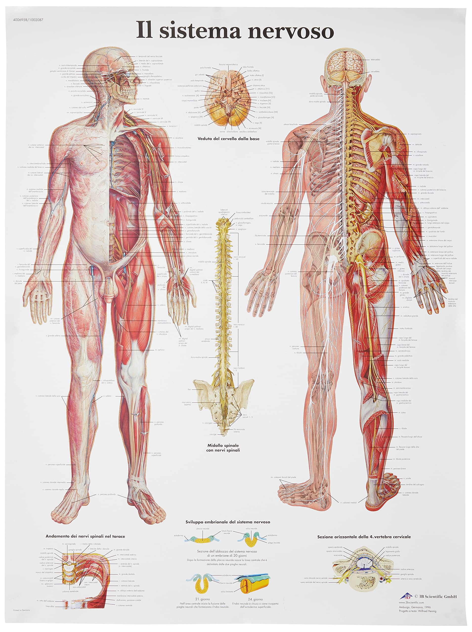 3B Scientific – Laminated Foot & Ankle Chart – Anatomy & Pathology – UV & Dust-Protected Poster for Study, Teaching & Clinics