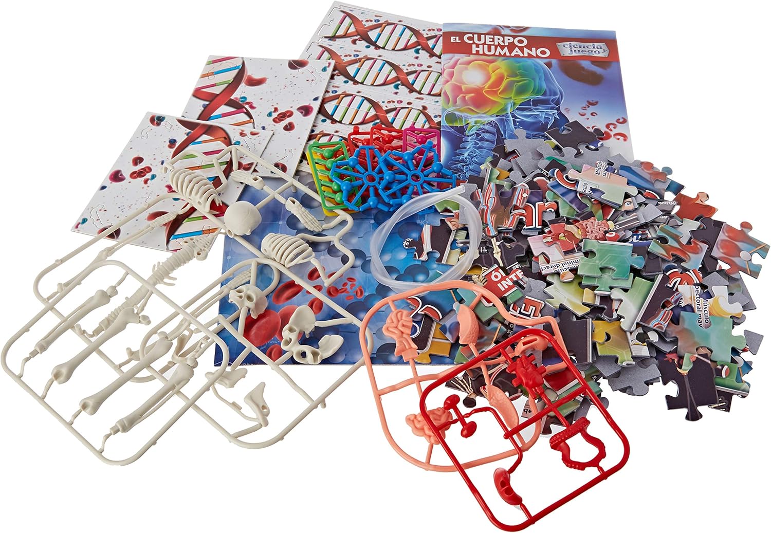 juego el cuerpo humano clementoni