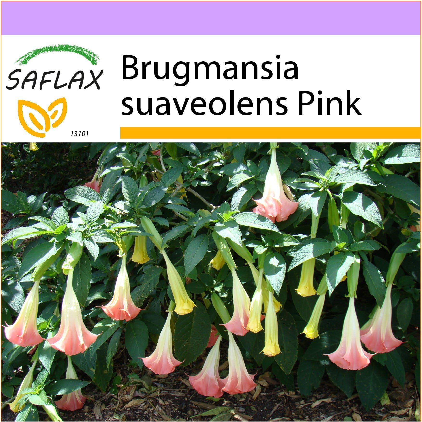 SAFLAX - Angel's Trumpet Pink - 10 Seeds - Brugmansia suaveolens Pink