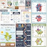 BrightenKidz Biology Posters for Classroom, 15 Pack 11x17 Science Charts | Laminated Educational Biology Charts for Middle &amp; High School - Decor for Hallways, Bulletin Boards, Home Study Room